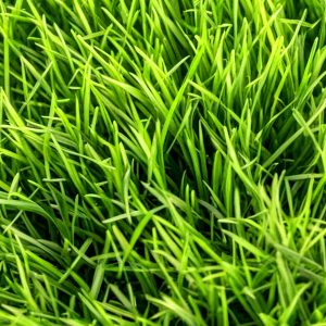 Emerald-Zosyia-Near-Me-Atlanta